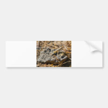 Cabo Lizzard 1 Bumper Stickers