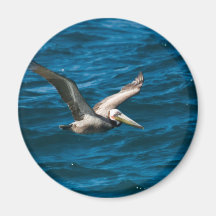 Cabo Pelican 1 Fridge Magnet
