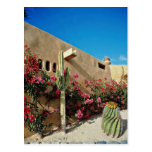 Cabo San Lucas, Baja, Mexico  flowers Postcards