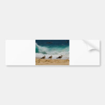 Cabo Seagull 2 Bumper Stickers