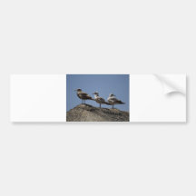 Cabo Seagull 3 Bumper Stickers