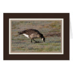 Cackling_goose_2451 Greeting Card