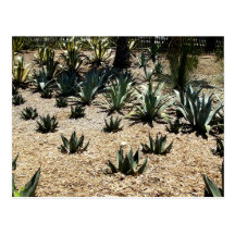 Cacti Field Postcards