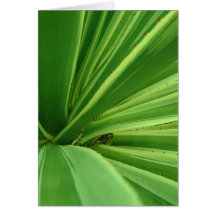 Cactus Approach Greeting Cards