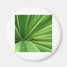 Cactus Approach Magnets