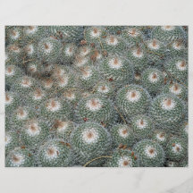 Cactus at Desert Botanical Gardens, Phoenix-Scotts Flyer