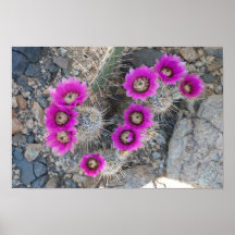 Cactus Bloom 1 Print