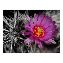 Cactus bloom postcard