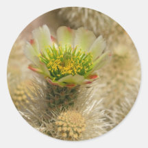 Cactus Bloom Round Stickers