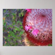 Cactus blooming poster