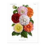 Cactus Dahlias Postcard