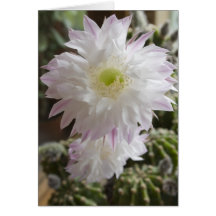 cactus flower ...  card