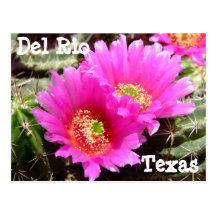 Cactus flower Del Rio Texas Postcard