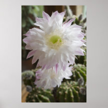 Cactus flower ... poster