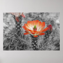 Cactus Flower Posters