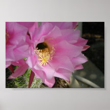 Cactus flower print