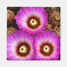 Cactus Flowers in the Rain Refrigerator Magnet