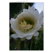 Cactus Greeting Cards