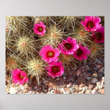 Cactus in Bloom Print