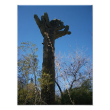 Cactus Photographic Print