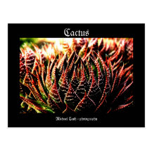 Cactus Postcard