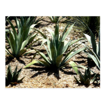 Cactus Postcards