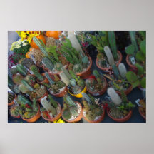 Cactus Poster