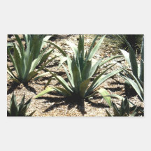 Cactus Rectangular Sticker