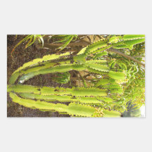 Cactus Rectangular Stickers