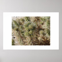 Cactus Thorns Print