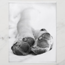 Caesar Paws Flyer