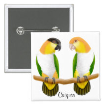 Caique Parrots Pin