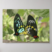 Cairns Birdwing Butterflies Poster