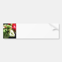 Caladium Tropical plant red green white Bumper Sticker