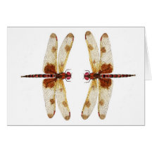 Calico Pennant Dragonflies Card