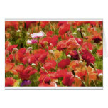 California Colour Greeting Card