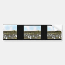 California Gull colony Bumper Stickers