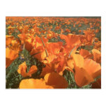 California Poppy Field postcards
