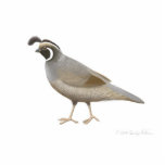 California Quail Holiday Ornament Cut Outs