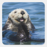 California Sea Otter Enhydra lutris) grooms Square Stickers