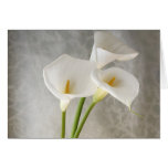 calla lilies greeting card