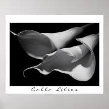 Calla Lilies in B&W Print
