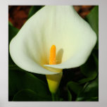 Calla Lily Canvas Print