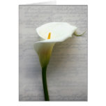 calla lily on old handwriting notecard