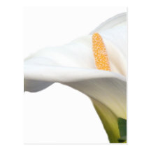 Calla  White Gold Postcards