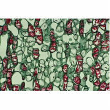 Cambium Cells Cut Out