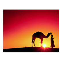 Camel and driver at sunset, India Postcards