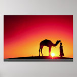Camel and driver at sunset, India Posters