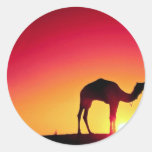 Camel and driver at sunset, India Sticker