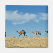 Camel train refrigerator magnets